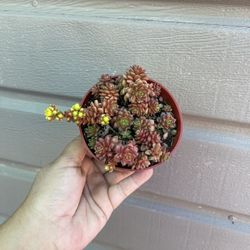 4” Red Sedum Succulent