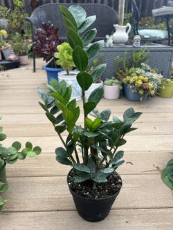ZZ Plant , live Plant in a 6” nursery pot. ✔️ profile for more 🪴