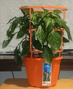Jalapeño Gigante Peppers Plant
