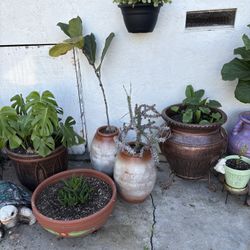 Pots With Plants On Sale The Highest Price $45
