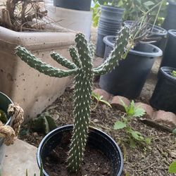 Opuntia Microdasys 