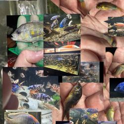 Fish Tank Fake Decoration 