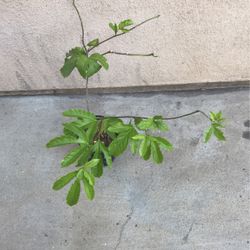 Healthy Passionfruit Plant 