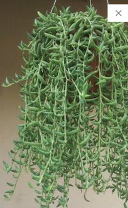 String of banana plant