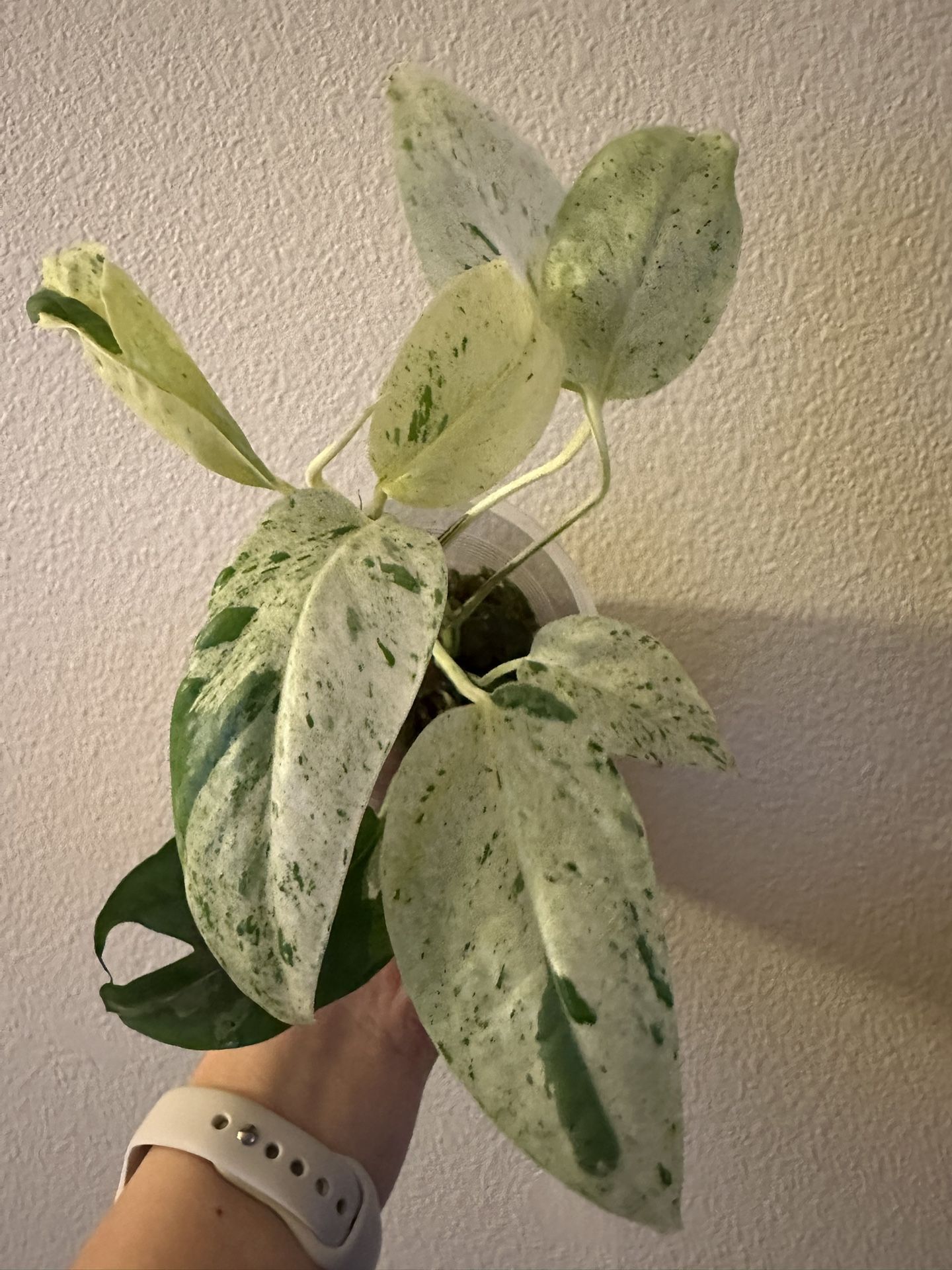 Epipremnum Pinnatum Marble Variegated | Rare Plants | Rooted E1