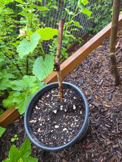 Garden Plant Grape White Riesling