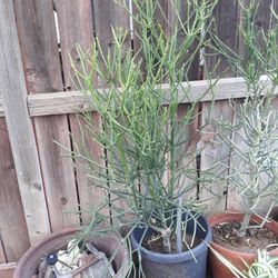 plant with pot big size 