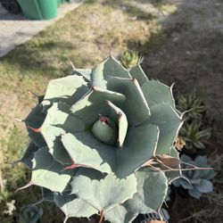 Agave Parryi – 8” (4 in stock+Healthy+ Sun Hardened