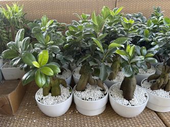 Bonsai Tree For Sale