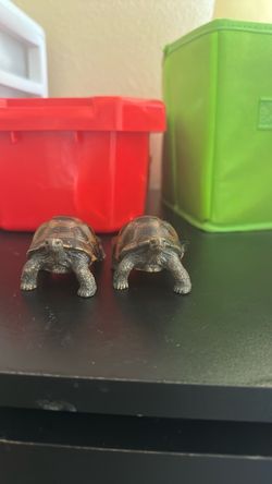 Two small Galapagos tortoises