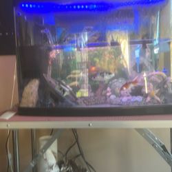 Fish Tank