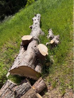Wood