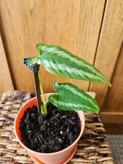 Schismatoglottis wallichii ( Drop Tongue Plant)