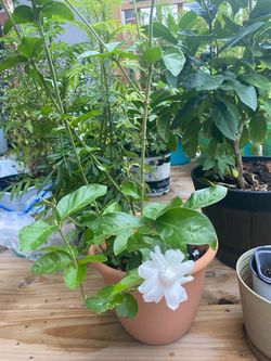 Potted duke Jasmine Plant