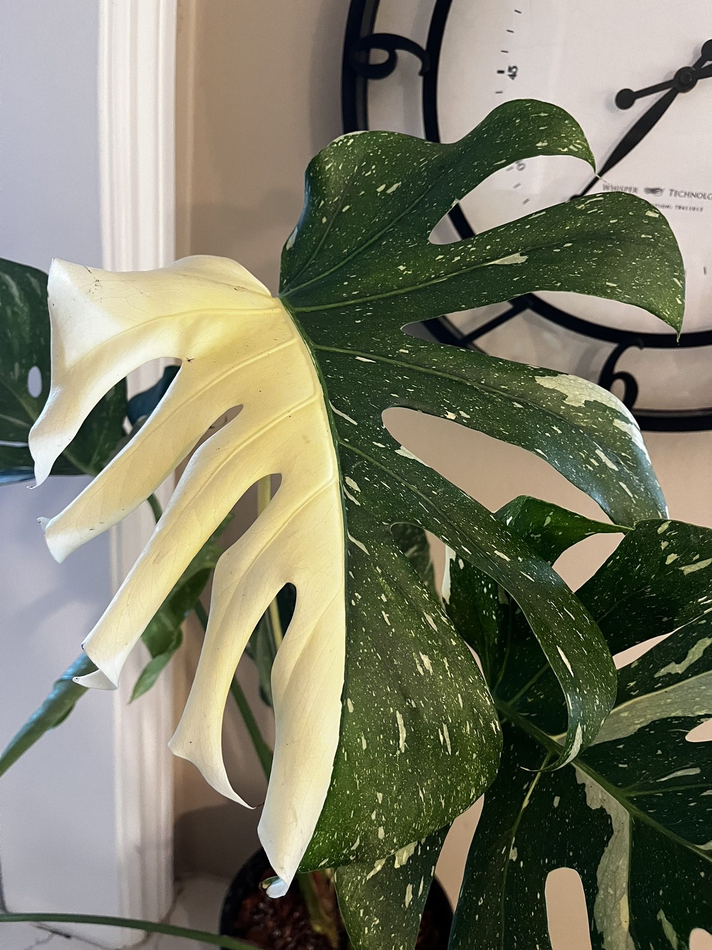 Monstera Thai Constellation