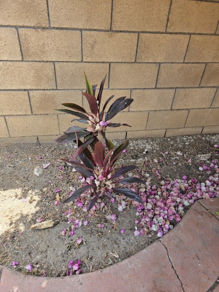 Cordyline Plant Pink Plant
