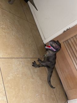 Dinosaur 🦕