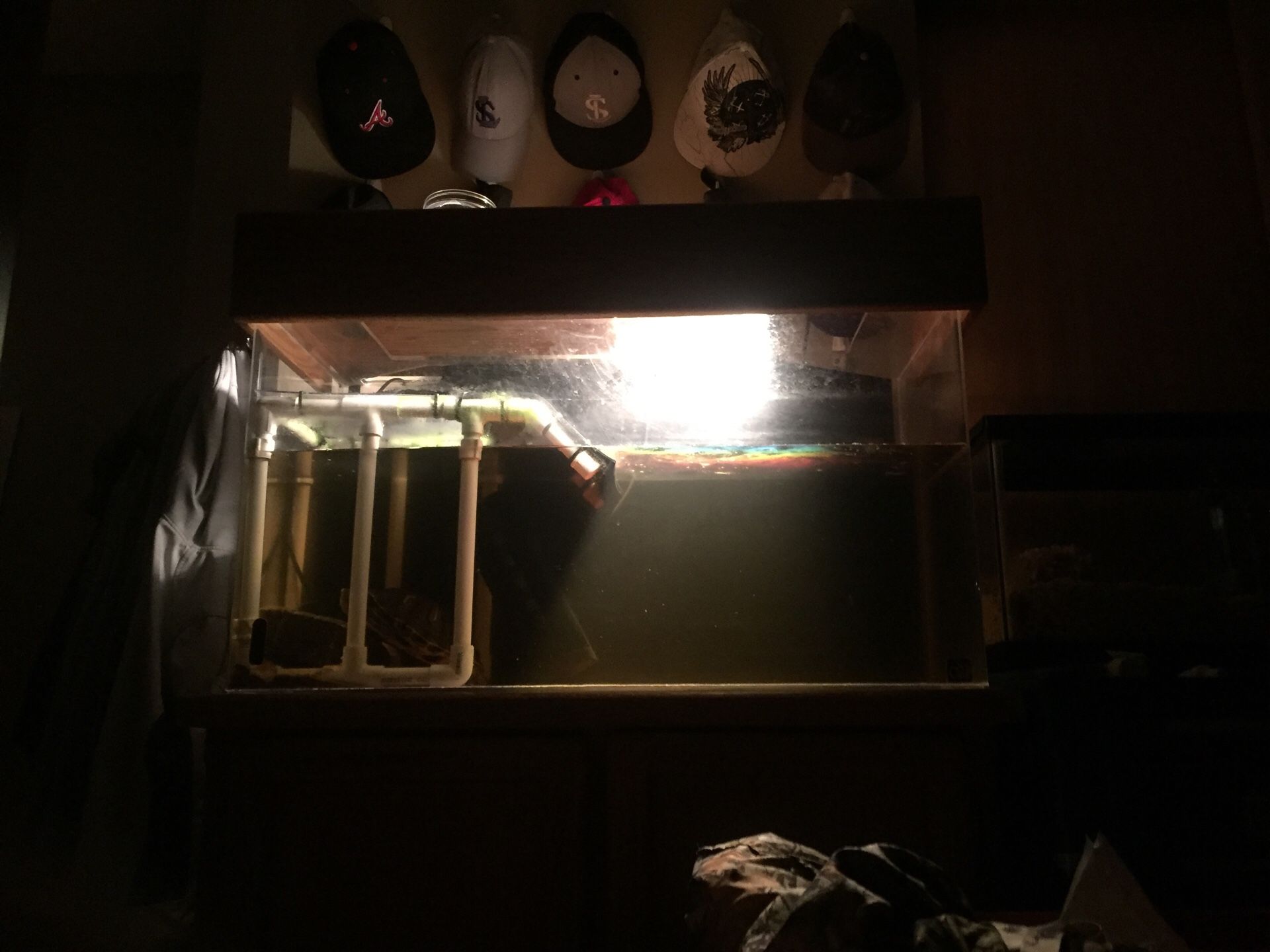 Turtle tank set up