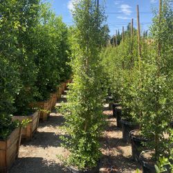 Eugenia Privacy Hedge 
