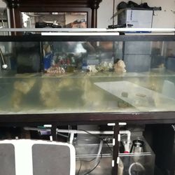 Fish tank Salt Water For sale With everything