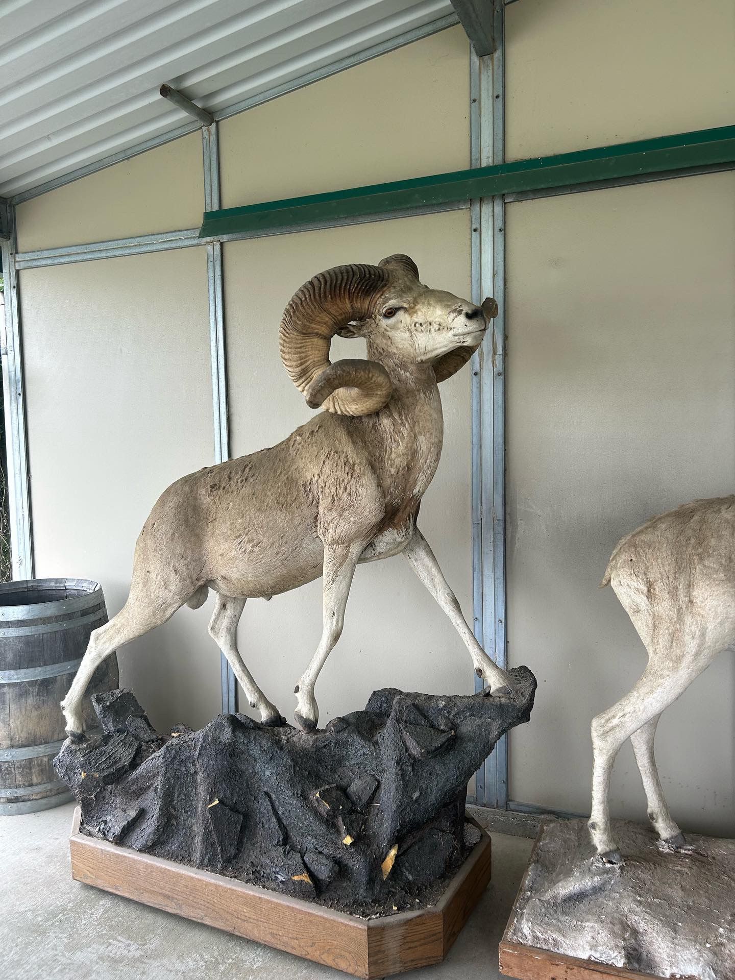 Full body Bighorn real taxidermy Mount