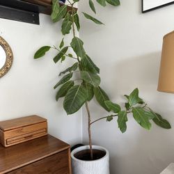 House Plant and Ceramic Pot - 5ft Ficus