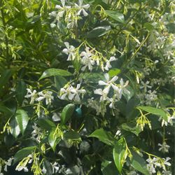Star Jasmine $28 Each 