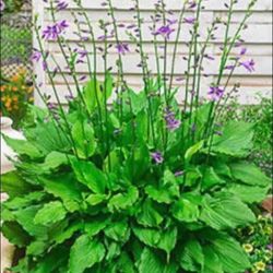 Outdoor Plants - PURPLE DELIGHT HOSTAS 