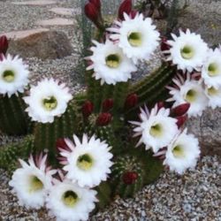 Argentine Giant Cactus 