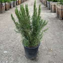 Tuscan Blue Rosemary