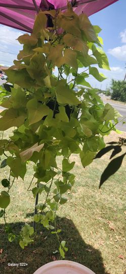 Potato vine