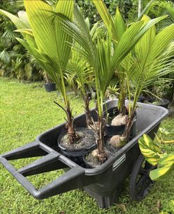 Coconut Palm Trees For Sale
