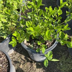 Gardenia Bush 5 Gallon 