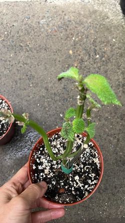 Specialty*** 4” pot baby plant Pilea Moon Valley friendship plant; exact plant; 95820