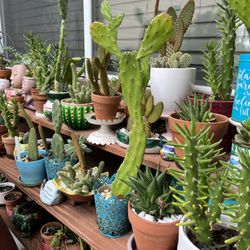 Terra Cotta Pots Mini Cactus