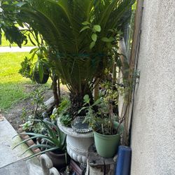 Plantas 
