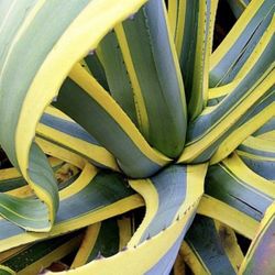 Agave Butter Fingers / Century plant/ 5 Gal Pot