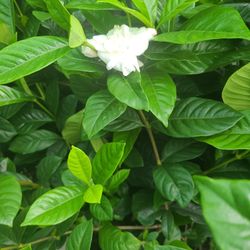 Gardenias De 1gallon Bushes 