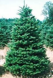 7 Ft Christmas Tree Noble Fir