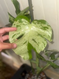 Monstera vietciosa