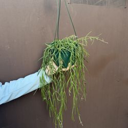 6” XXL Hoya Linearis 