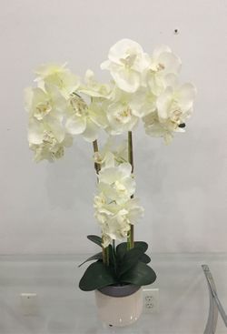 White orchids