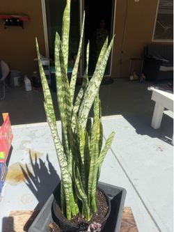 Snake plants
