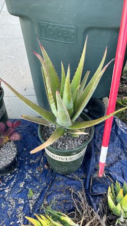 Aloe Vera (Medicinal Aloe) 5 Gallon 