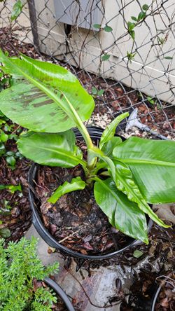 Caverndish Dwarf Bananas