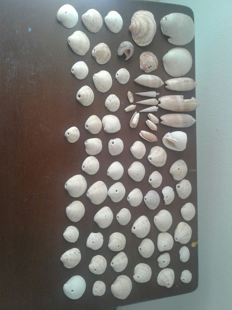 Mix of Florida Seashells, pre-drilled holes for decoration or jewlery