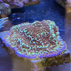 Fake Coral Decoration: Mind Trick Monti frag