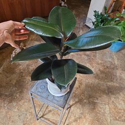 Rubber Tree Plant In New White Ceramic Pot With Shells And Stones