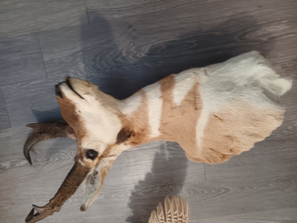 Taxidermy, Deer ANTLERS, ANTELOPE HEAD AND PHEASENT FOR SELL ALL IN GREAT CONDITION.