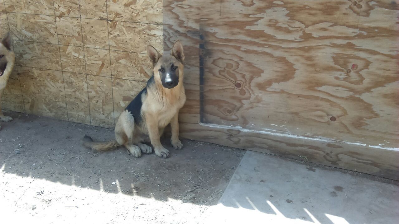 Vendo perro Pastor aleman